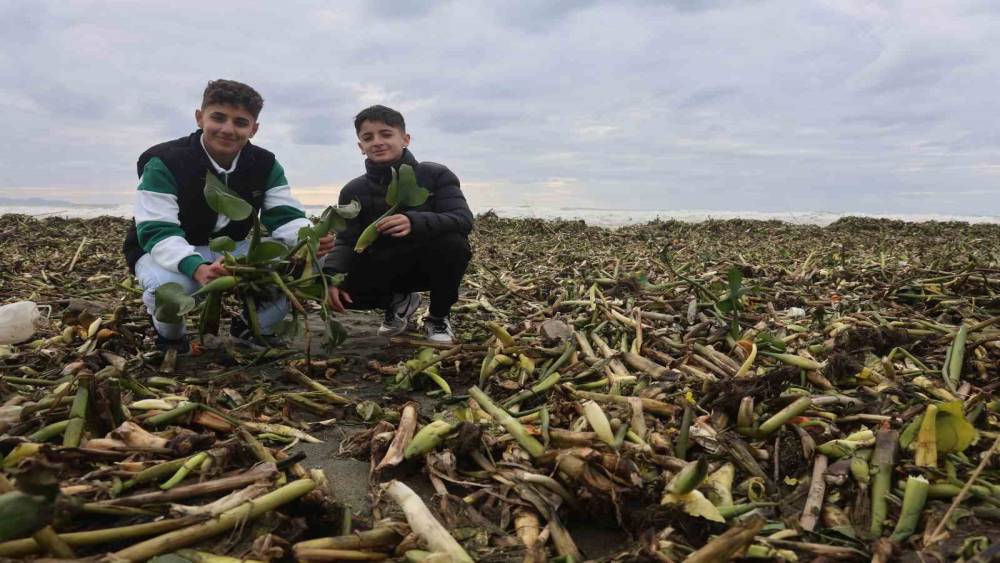Asi nehrini istila eden su s&uuml;mb&uuml;lleri kuvvetli yağışla birlikte Akdeniz kıyısını yeşile b&uuml;r&uuml;d&uuml;