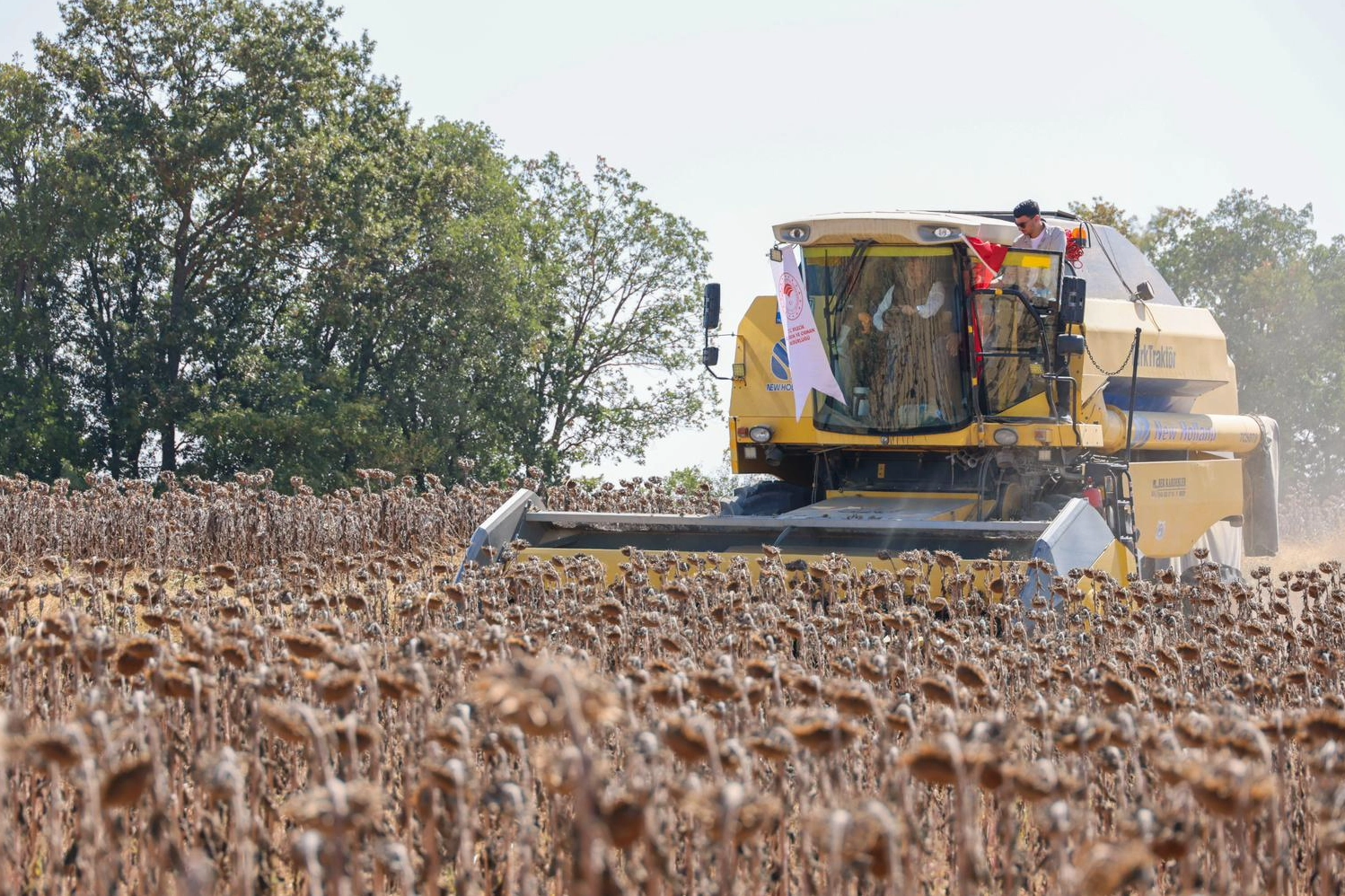 Bilecik'te ayçiçeği hasadı rekor kırdı