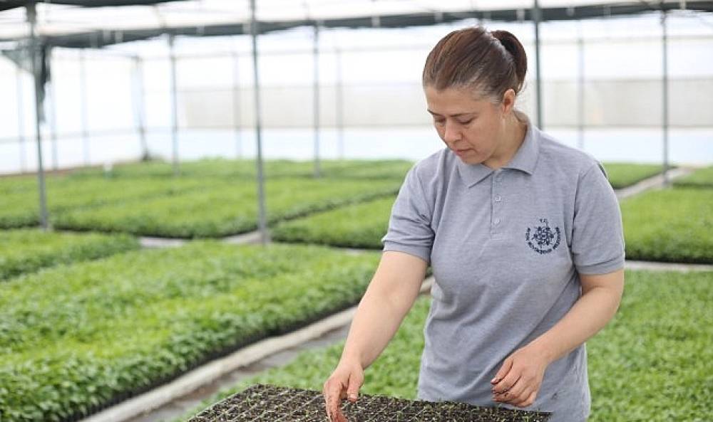 Ata Tohumları Projesinin Kapasitesi Yıllık 10 Milyon Fideye Çıkarılıyor