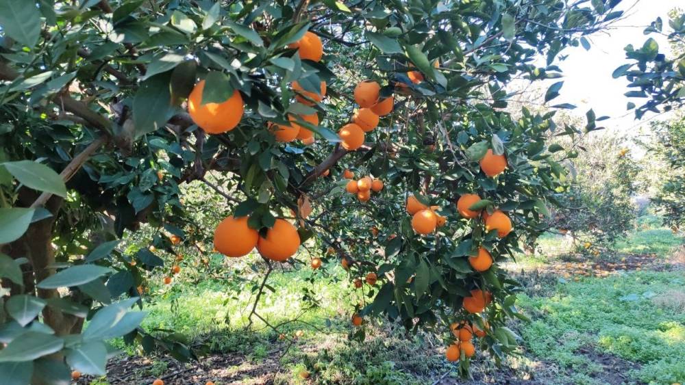 Portakal &ccedil;alarken su&ccedil;&uuml;st&uuml; yakalanan 5 şahıs yakalandı