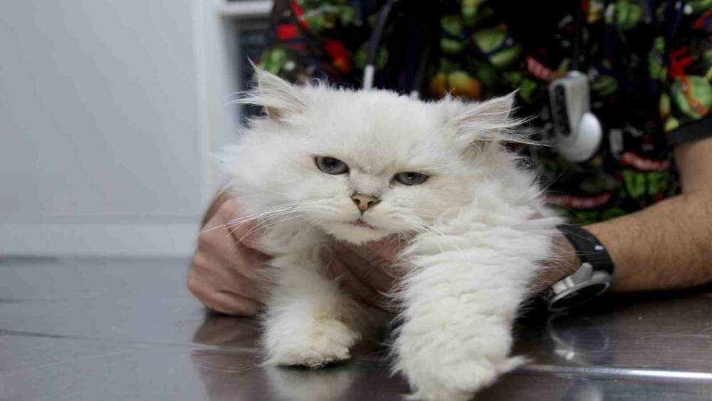 Kedide d&uuml;nyada g&ouml;r&uuml;lmemiş anomali: Başarılı operasyonla sağlığına kavuştu