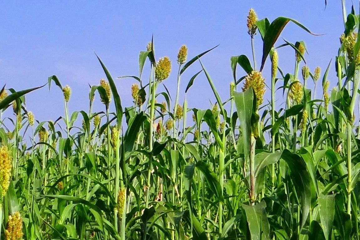 İzmir'de üreticilere Sorgum Sudan Otu Tohumu dağıtıldı