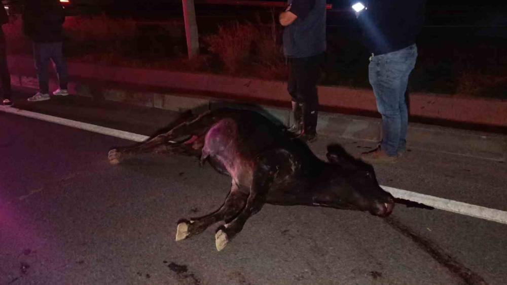 Ağıldan ka&ccedil;an inek, ara&ccedil;ların &ccedil;arpması sonucu telef oldu