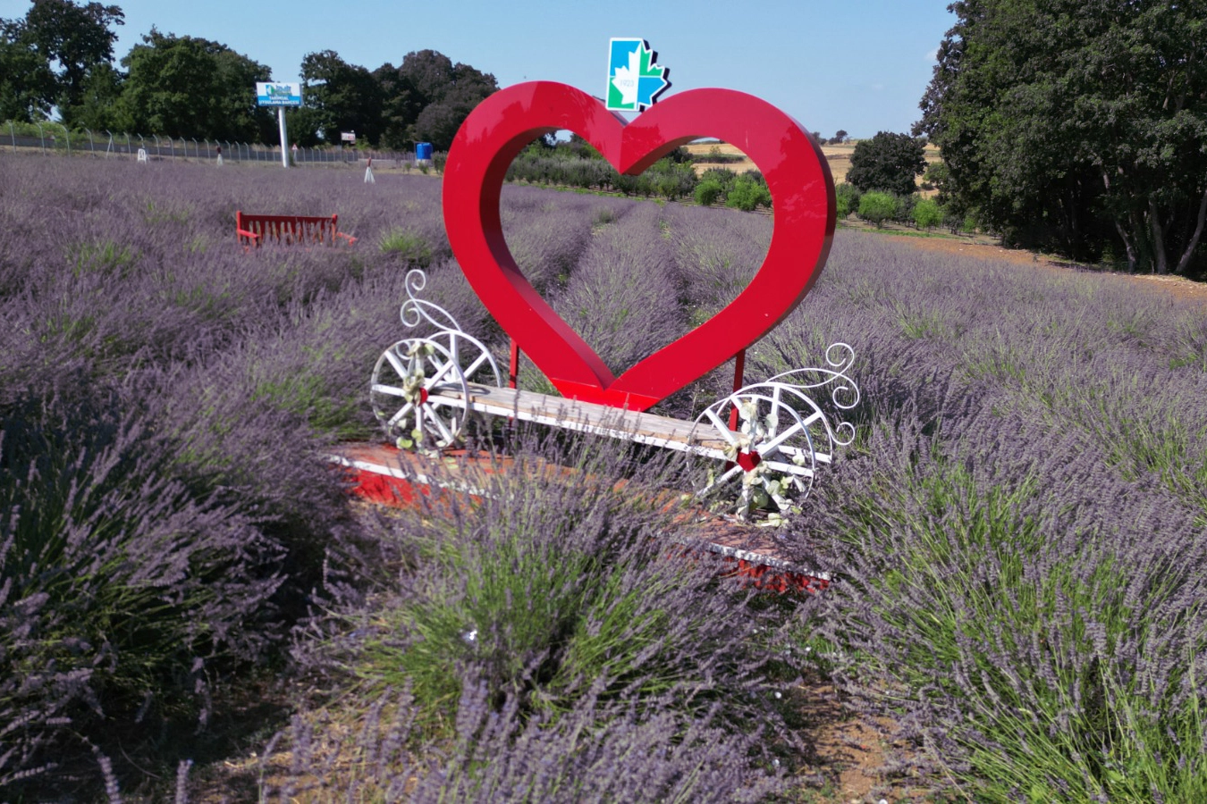 İzmit'te tarlada lavanta, şişede kolonya, yürekte emek