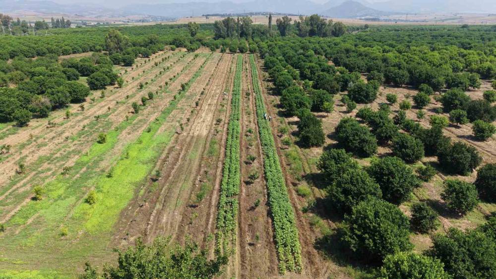 Kozan&rsquo;da bamya hasadı başladı, tarlada kilosu 150 TL