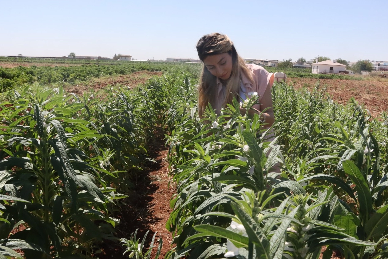 Urfa Susamı yeniden hayat buluyor