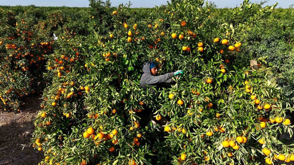 Tarım işçilerinin grevi mandalinayı dalında bıraktı: Kilosu 3 liraya kadar geriledi
