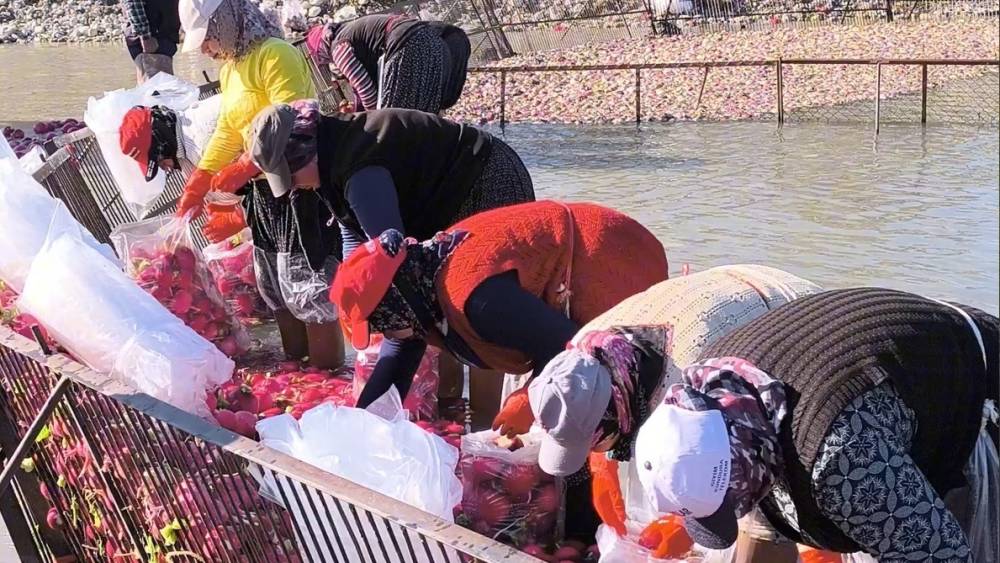 Osmaniye Kadirli&rsquo;de turp mesaisi: Soğuk suda ekmek m&uuml;cadelesi