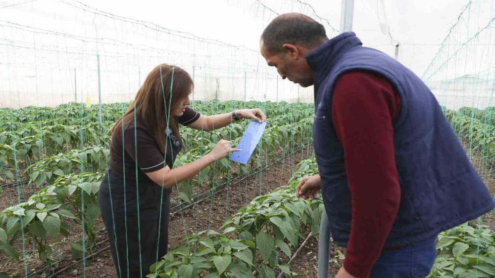 Mersin&rsquo;de &ouml;rt&uuml; altı &uuml;reticiye sera ipi ve tuzak desteği
