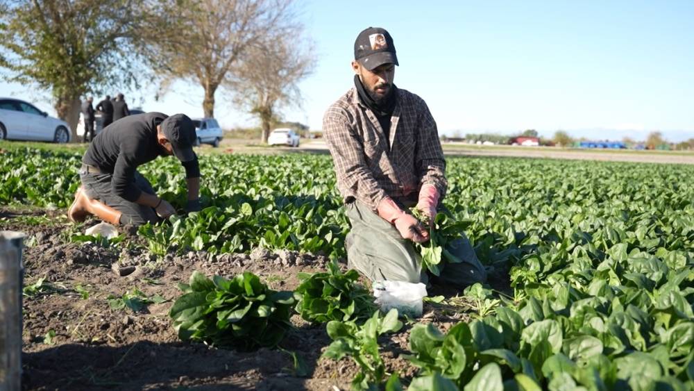 Osmaniye&rsquo;de ıspanak hasadı başladı