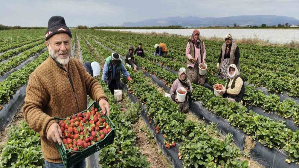 Mersin&rsquo;de a&ccedil;ıkta &ccedil;ilek hasadı başladı: İ&ccedil; pazarda kilogramı 65 ile 75 TL arasında
