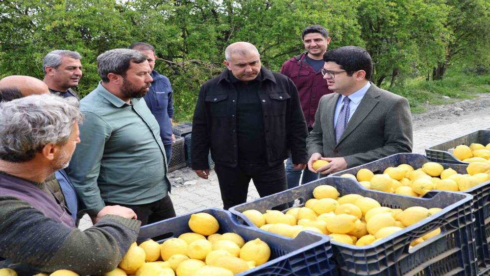 Arsuz&rsquo;da limon hasadı başladı