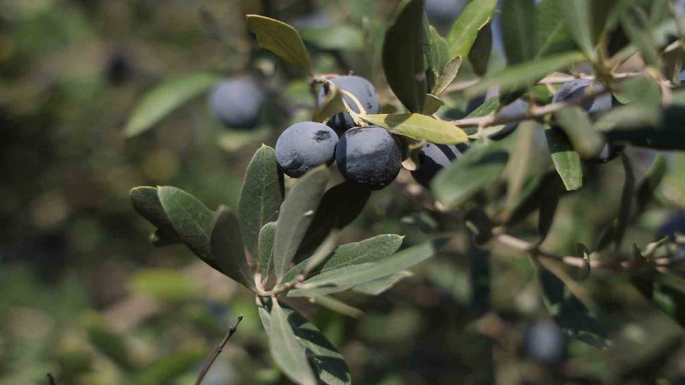 Hatay’da 17 milyon 102 bin ağaçta, 201 bin ton zeytin rekoltesi bekleniyor