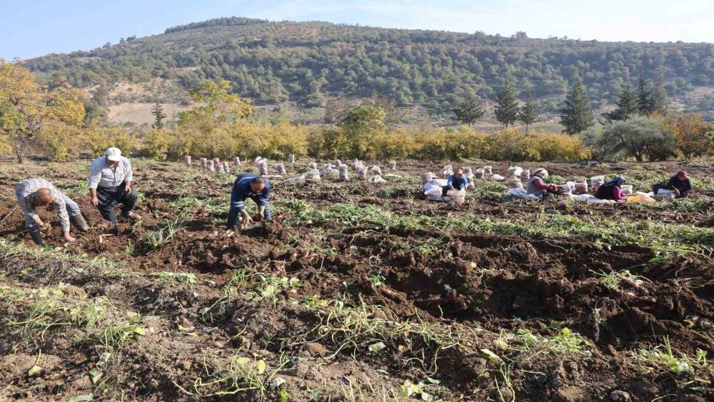 Kuraklık nedeniyle verimin yarı yarıya d&uuml;şt&uuml;ğ&uuml; tatlı patateste son hasat yapıldı