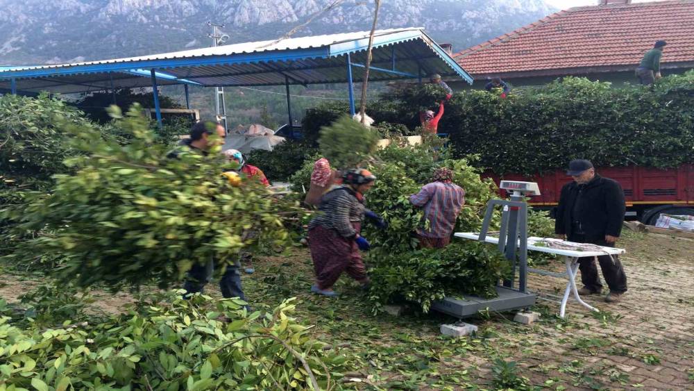 Kilogramı 25 liradan satılan defne yaprağı bir k&ouml;y&uuml;n ge&ccedil;im kanağı oldu