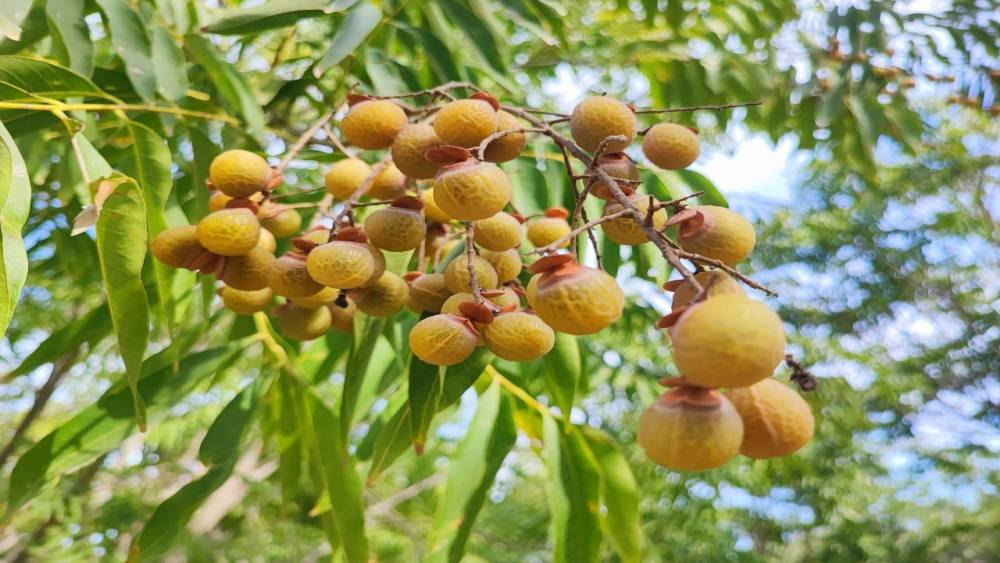 Bu ceviz yenmiyor, temizliyor, cildi güzelleştiriyor