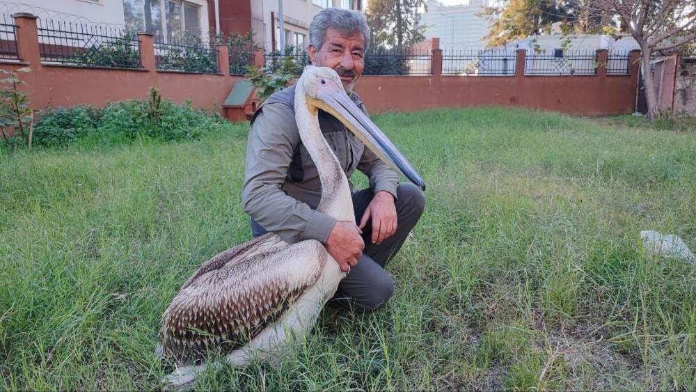 Yaralı pelikanın y&uuml;rek ısıtan dostluğu
