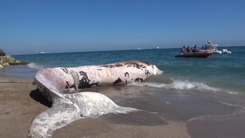Yaklaşık 16 metre: 4 yıl önce gömülen ’Balina’nın iskeleti bilimsel kazıyla çıkarılacak