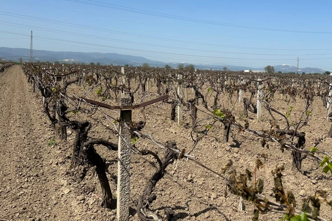 Manisa Büyükşehir'den üreticiye 'zirai don' desteği