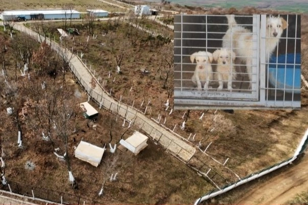 Edirne Keşan’da yeni hayvan barınağında tepki çeken uygulama!
