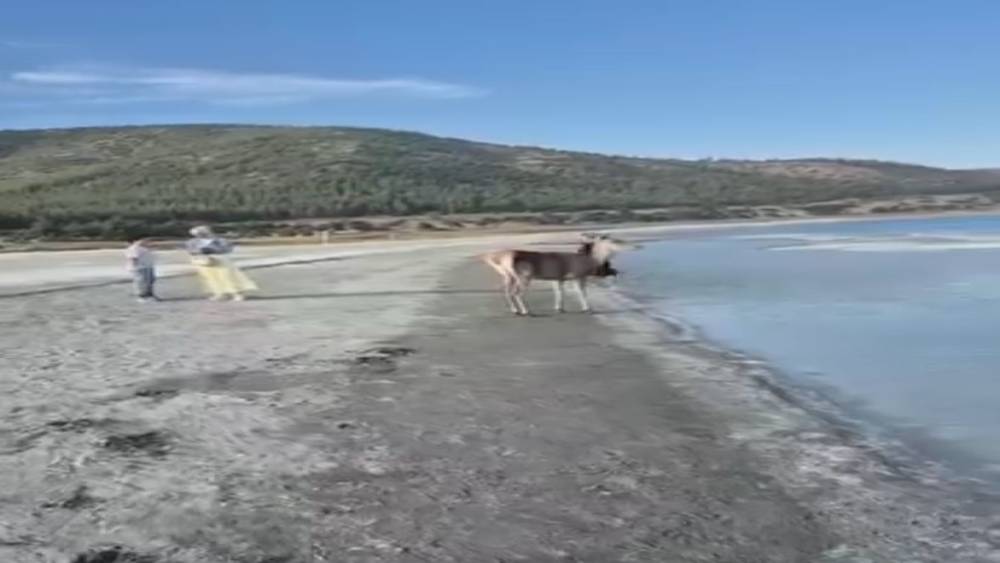 Salda Gölü’nün maskot geyiği, vatandaşlarla keyifli anlar yaşadı