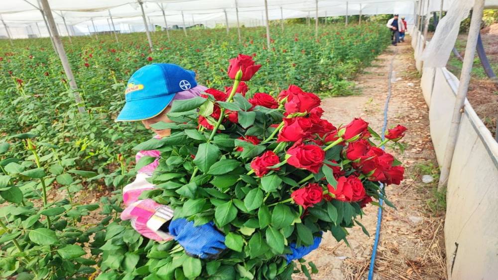 Adana’da seralarda gül hasadı başladı