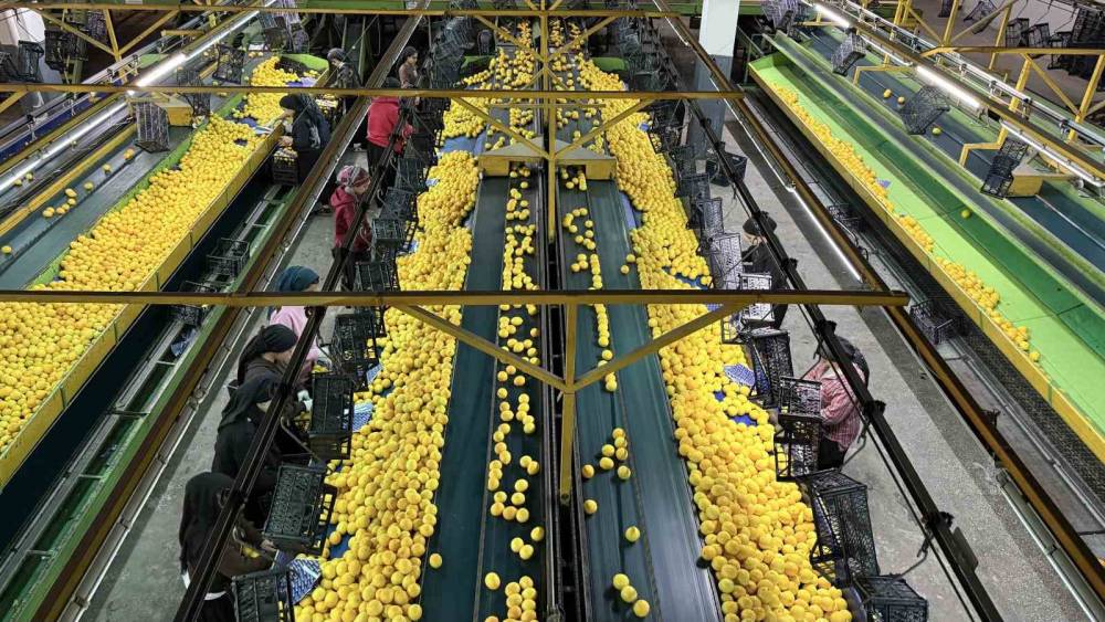 Yeni yıl &ouml;ncesi narenciyede yoğun hasat