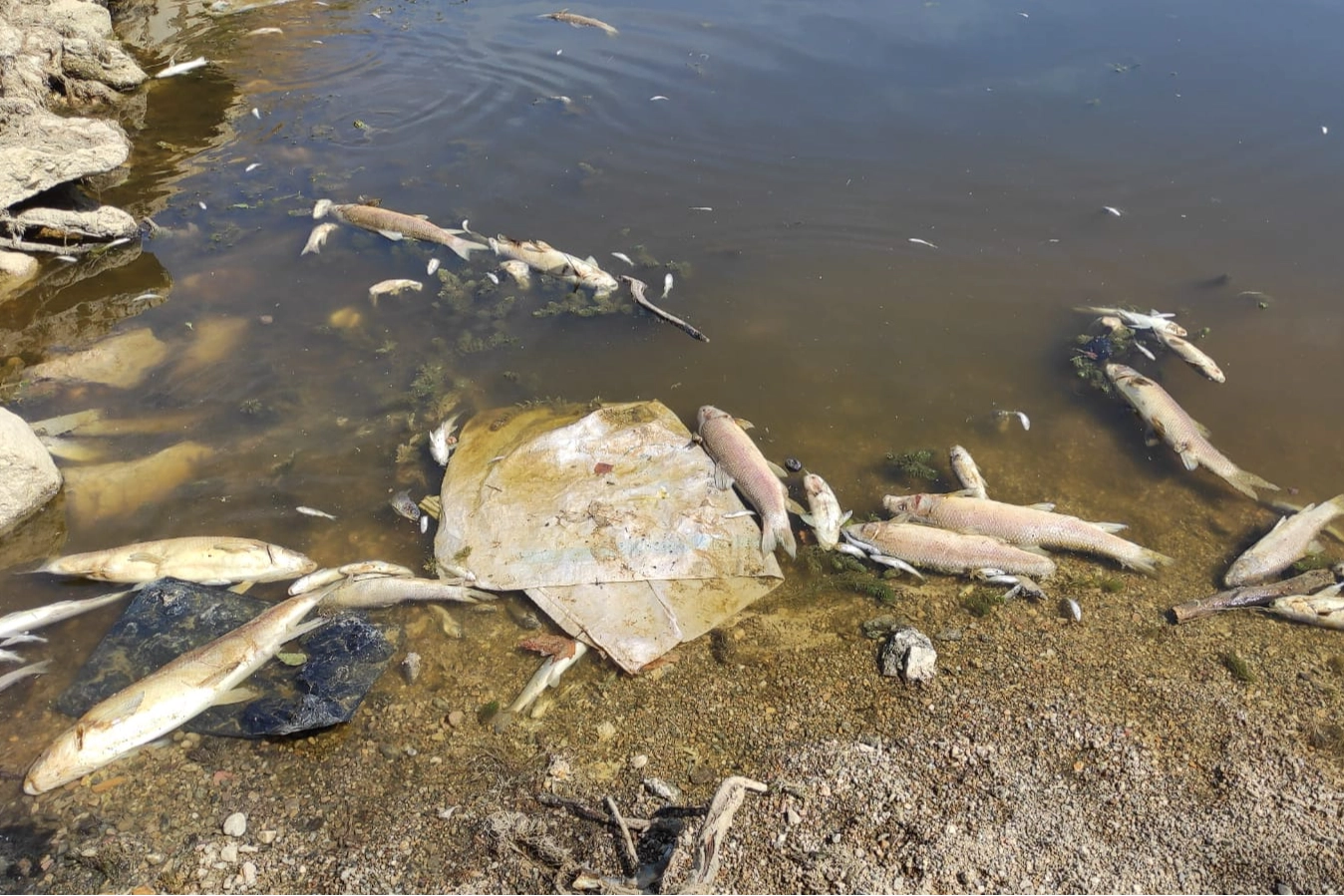 Bursa Yenişehir'de kuruyan derede yavru balıklar için umut oldular