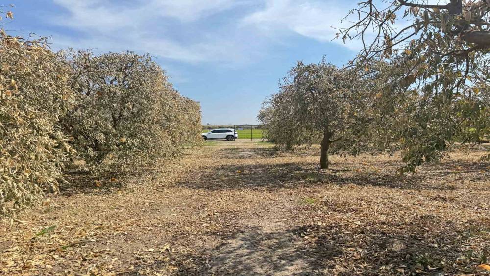 Yüreğir Ziraat Odası Başkanı Doğan: 