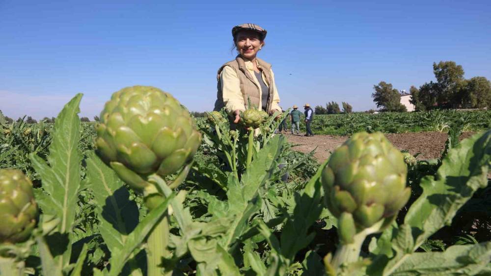 Akademisyen &ccedil;ift&ccedil;inin 7 yıl s&uuml;ren emekleriyle 120 d&ouml;n&uuml;m alana yaydığı enginar &uuml;retiminde hasat başladı