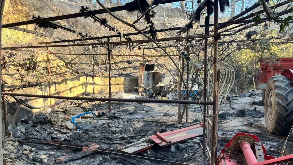 Alanya&rsquo;da orman yangını muz seralarına sı&ccedil;radı: 17 hektarlık alan zarar g&ouml;rd&uuml;