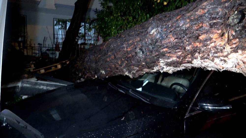 Antalya’da yağmur ve şiddetli rüzgar 10 metrelik ağacı devirdi: İki araç ve bina zarar gördü