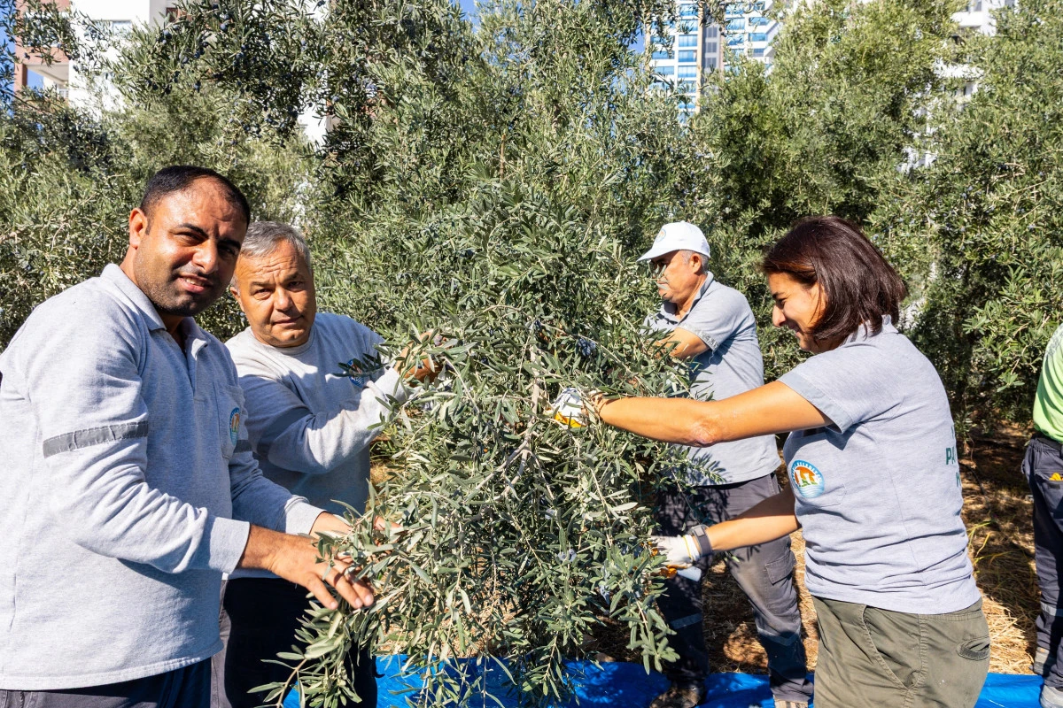 Bir Dal Zeytin, Bin Umut, Mezitli’den Geleceğe Dokunan Proje