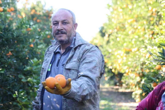 Tescilli Kozan portakalında hasat zamanı: Bah&ccedil;ede kilosu 10 TL
